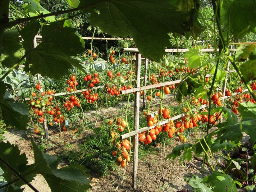 skivka-bendrika